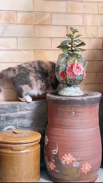 Mèo Anh lông ngắn Tam thể chân lùn. Mua bán Mèo tại Quận 6 Tp Hồ Chí Minh được đăng bởi Trinh hình 1