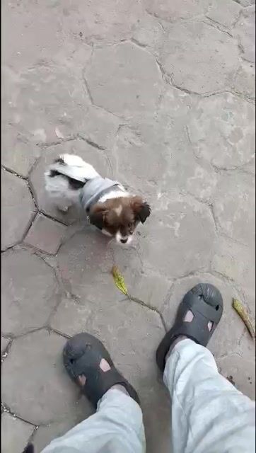 Chó Bạch cẩu hoàng đầu cái 5 tháng đã tiêm. Mua bán Chó tại Quận Hà Đông Hà Nội được đăng bởi hai tran hình 1