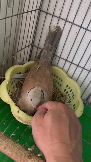 Chim cu Pháp cặp đang đẻ và nuôi con tốt. Mua bán Chim tại Quận Gò Vấp Tp Hồ Chí Minh được đăng bởi tran kien hình 1