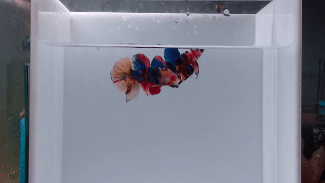 Cá Betta Nemo Multi 2,5 tháng. Mua bán Thú cưng khác tại Huyện Bến Lức Long An được đăng bởi Minh Betta GR hình 1