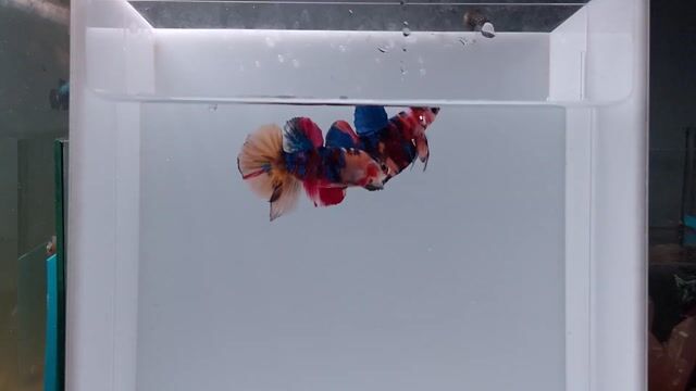 Cá Betta Nemo Multi 2,5 tháng. Mua bán Thú cưng khác tại Huyện Bến Lức Long An được đăng bởi Minh Betta GR hình 1