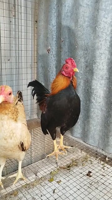 Gà tre Bắc Đa sắc Khỏe mạnh. Mua bán Gà tại Huyện Phú Tân An Giang được đăng bởi Đặng Trí Mẫn hình 1