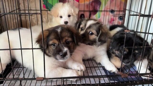 Chó Nhật Ú nu chân ngắn lông dài đã xổ giun. Mua bán Chó tại Thành phố Buôn Ma Thuột Đắk Lắk được đăng bởi Khoa hình 1