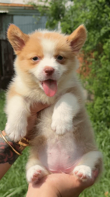Chó Corgi Vàng trắng Đã Tim Ngừa. Mua bán Chó tại Huyện Bình Chánh Tp Hồ Chí Minh được đăng bởi Ken péthop hình 1