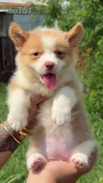 Chó Corgi Vàng trắng Đã Tim Ngừa. Mua bán Chó tại Huyện Bình Chánh Tp Hồ Chí Minh được đăng bởi Ken péthop hình 1