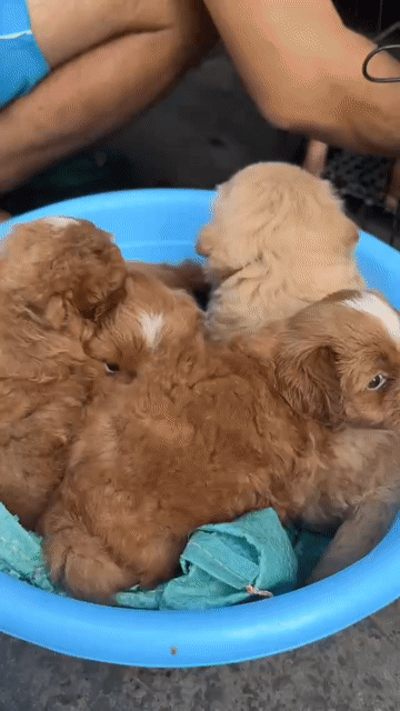 Chó Phốc Sóc lai Poodle nâu 2 tháng. Mua bán Chó tại Quận 4 Tp Hồ Chí Minh được đăng bởi Kenny Đức hình 1