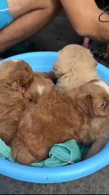 Chó Phốc Sóc lai Poodle nâu 2 tháng. Mua bán Chó tại Quận 4 Tp Hồ Chí Minh được đăng bởi Kenny Đức hình 1