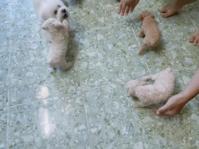 Chó Poodle Tiny Cái Đực 50 ngày Vàng kem. Mua bán Chó tại Huyện Củ Chi Tp Hồ Chí Minh được đăng bởi Loan hình 1