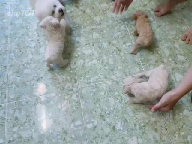 Chó Poodle Tiny Cái Đực 50 ngày Vàng kem. Mua bán Chó tại Huyện Củ Chi Tp Hồ Chí Minh được đăng bởi Loan hình 1