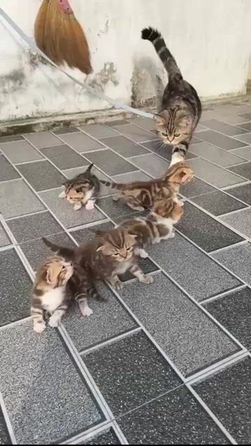 Mèo ALN tai cụp chân lùn. Mua bán Mèo tại Quận Hoàng Mai Hà Nội được đăng bởi Gia Linh hình 1