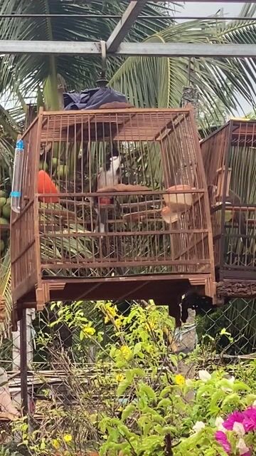 Chim chào mào. Mua bán Chim tại Huyện Krông A Na Đắk Lắk được đăng bởi Phạm Phi Giao hình 1