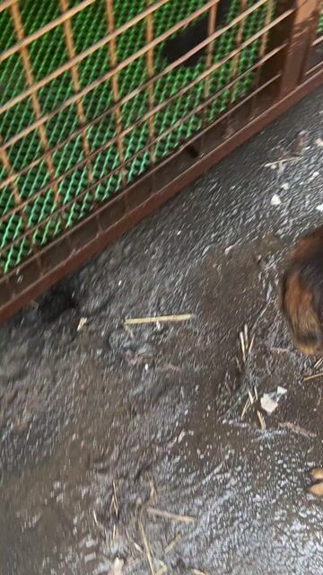 Chó Becgie Đức cái Đen vàng. Mua bán Chó tại Thành phố Biên Hòa Đồng Nai được đăng bởi Duong quoc nhat hình 1