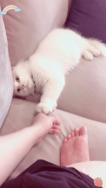 Mèo đực lông mềm mượt. Mua bán Mèo tại Huyện Gia Lâm Hà Nội được đăng bởi Uyên Nhi hình 1