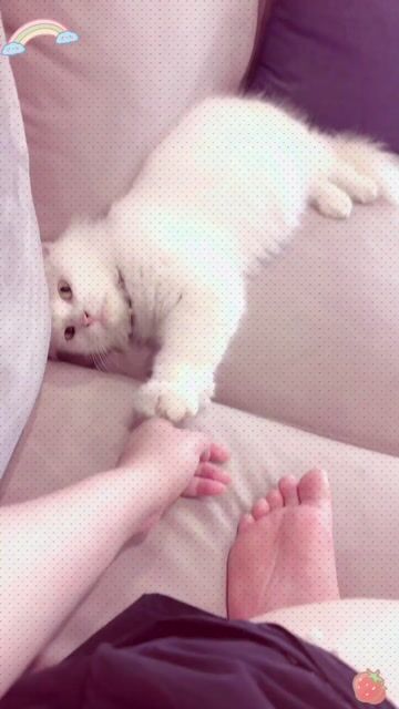 Mèo đực lông mềm mượt. Mua bán Mèo tại Huyện Gia Lâm Hà Nội được đăng bởi Uyên Nhi hình 1