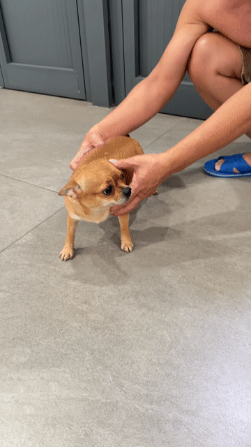 Chó Chihuahua cái 1 tuổi 5 tháng. Mua bán Chó tại Quận Bình Tân Tp Hồ Chí Minh được đăng bởi duc hình 1