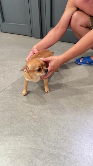 Chó Chihuahua cái 1 tuổi 5 tháng. Mua bán Chó tại Quận Bình Tân Tp Hồ Chí Minh được đăng bởi duc hình 1