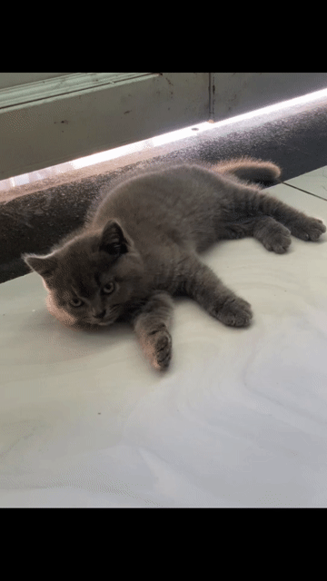 Mèo Cái Xám Mặt Bánh bao. Mua bán Mèo tại Huyện Đức Hòa Long An được đăng bởi Cục Cưng hình 1
