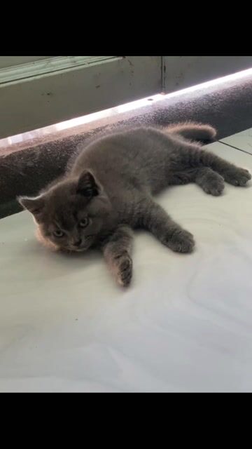 Mèo Cái Xám Mặt Bánh bao. Mua bán Mèo tại Huyện Đức Hòa Long An được đăng bởi Cục Cưng hình 1