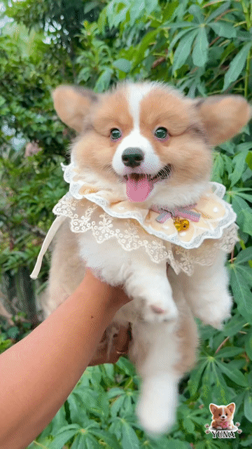 Chó Corgi Vàng trắng 2 tháng. Mua bán Chó tại Quận 3 Tp Hồ Chí Minh được đăng bởi Thùy Trang hình 1