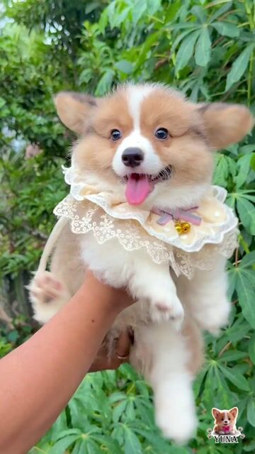 Chó Corgi Vàng trắng 2 tháng. Mua bán Chó tại Quận 3 Tp Hồ Chí Minh được đăng bởi Thùy Trang hình 1