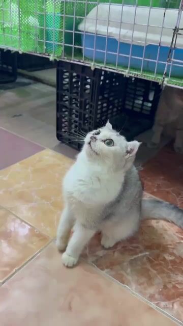 Mèo Anh lông ngắn. Mua bán Mèo tại Quận 11 Tp Hồ Chí Minh được đăng bởi An Hậu hình 1