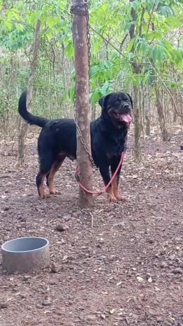 Chó Rottweiler cái. Mua bán Chó tại Huyện Trảng Bom Đồng Nai được đăng bởi Trần Văn lưu hình 1