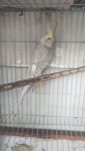 Cockatiel Trống Pied. Mua bán Chim tại Quận 7 Tp Hồ Chí Minh được đăng bởi Hy Le hình 1