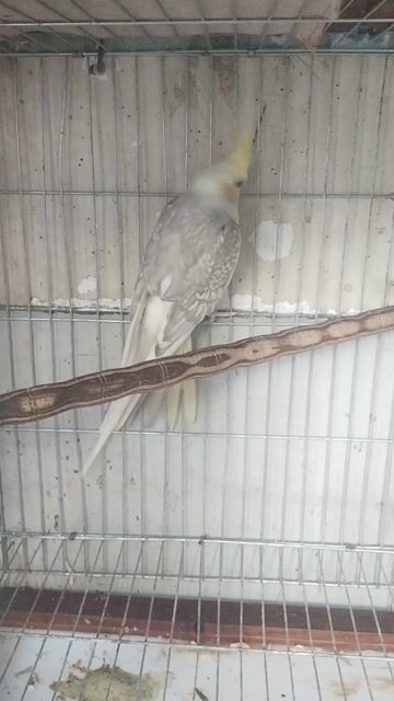  Cockatiel Trống Pied. Mua bán Chim tại Quận 7 Tp Hồ Chí Minh được đăng bởi Hy Le hình 1