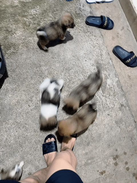 chó cỏ lai. Mua bán Chó tại Thành phố Biên Hòa Đồng Nai được đăng bởi Boy Nha Ngheo hình 1