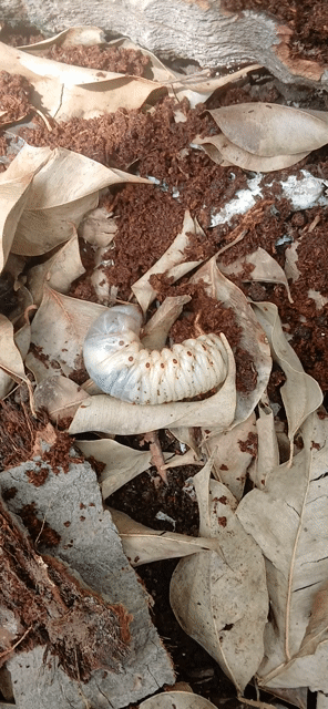 Mồi câu cá sâu trắng ngà. Mua bán Đồ thể thao, Dã ngoại tại Huyện Mỏ Cày Nam Bến Tre được đăng bởi Trung Hiếu hình 1
