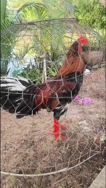 3.64kg. Mua bán Gà tại Huyện Châu Thành Hậu Giang được đăng bởi Trại Gà Thanh Phương hình 1