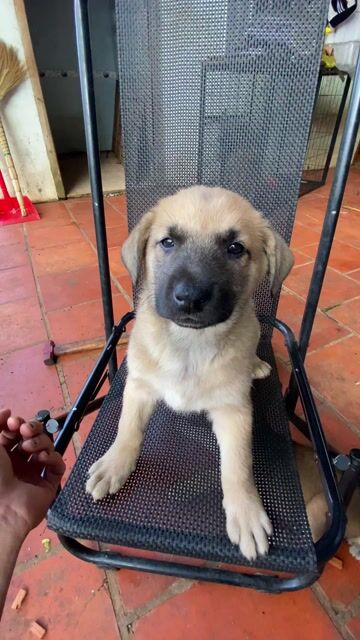 Bẹc bỉ malinois. Mua bán Chó tại Thành phố Gia Nghĩa Đắk Nông được đăng bởi Hoàng Lyn hình 1