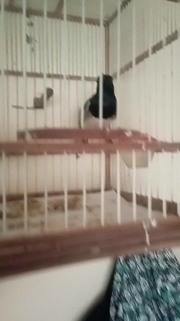 Choè than Miền Trung. Mua bán Chim tại Quận Hoàng Mai Hà Nội được đăng bởi Sỹ Lâm hình 1