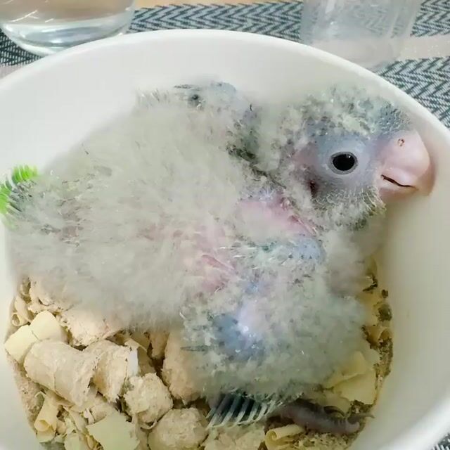 monk green nomal baby. Mua bán Chim tại Quận Bình Tân Tp Hồ Chí Minh được đăng bởi Tiên hình 1