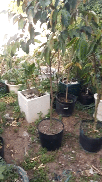 Cây ăn quả Vú sữa lò rèn 2m - 2m hơn. Mua bán Cây cảnh, đồ trang trí tại Huyện Nhà Bè Tp Hồ Chí Minh được đăng bởi Mai Thủy  hình 1