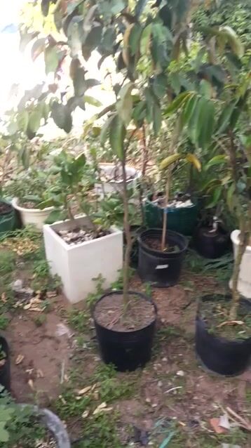 Cây ăn quả Vú sữa lò rèn 2m - 2m hơn. Mua bán Cây cảnh, đồ trang trí tại Huyện Nhà Bè Tp Hồ Chí Minh được đăng bởi Mai Thủy  hình 1
