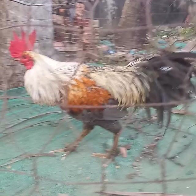 3ki6 pin. Mua bán Gà tại Huyện Càng Long Trà Vinh được đăng bởi Thanh Long hình 1