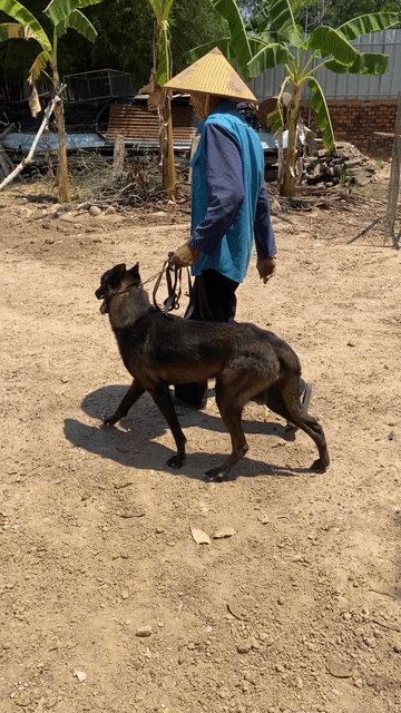 Chó Malinois thuần chủng 1.5 tuổi. Mua bán Chó tại Huyện Xuân Lộc Đồng Nai được đăng bởi VKy hình 1