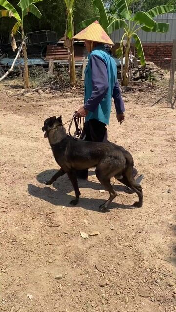 Chó Malinois thuần chủng 1.5 tuổi. Mua bán Chó tại Huyện Xuân Lộc Đồng Nai được đăng bởi VKy hình 1