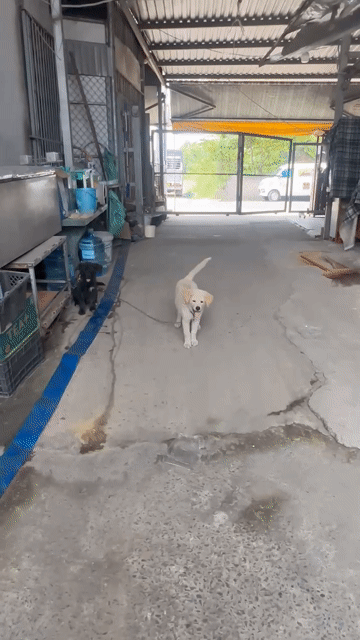 Chó Golden và Akita 3 tháng. Mua bán Chó tại Huyện Củ Chi Tp Hồ Chí Minh được đăng bởi Nguyễn Minh Hiền  hình 1