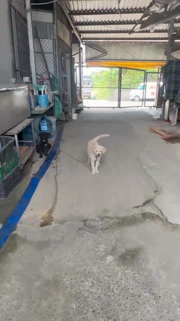 Chó Golden và Akita 3 tháng. Mua bán Chó tại Huyện Củ Chi Tp Hồ Chí Minh được đăng bởi Nguyễn Minh Hiền  hình 1