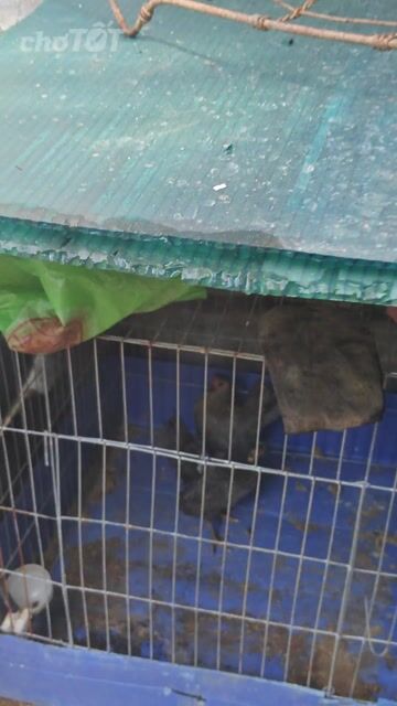 Gà Serama mái Xám chuối Gà tơ. Mua bán Gà tại Huyện Bình Chánh Tp Hồ Chí Minh được đăng bởi serama Long An hình 1