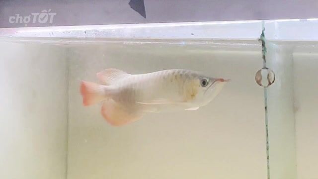Cá cảnh Bạch ngọc 35-36 cm. Mua bán Thú cưng khác tại Quận Cái Răng Cần Thơ được đăng bởi Khai quoc hình 1