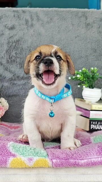 Trai Nhật F đẹp lanh  chào sen yêu. Mua bán Chó tại Huyện Hóc Môn Tp Hồ Chí Minh được đăng bởi Smile Pet hình 1
