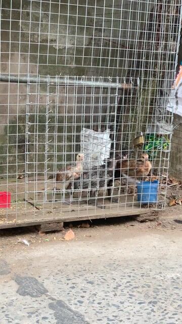 Gà con mái 4 con khoẻ mạnh. Mua bán Gà tại Thành phố Long Xuyên An Giang được đăng bởi Ngân Long Xuyên hình 1