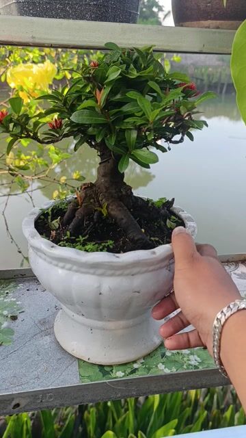 Cây Trang sen chậu Gốm sứ. Mua bán Cây cảnh, đồ trang trí tại Quận Ninh Kiều Cần Thơ được đăng bởi Trần quốc vũ vương hình 1