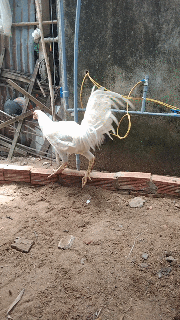 Gà Mỹ trống tơ 6 tháng 3kg Trắng. Mua bán Gà tại Huyện Cai Lậy Tiền Giang được đăng bởi Lê Phương  hình 1