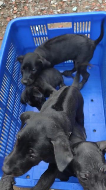 Chó Phú Quốc Đen Mực. Mua bán Chó tại Quận 10 Tp Hồ Chí Minh được đăng bởi Penta Store hình 1