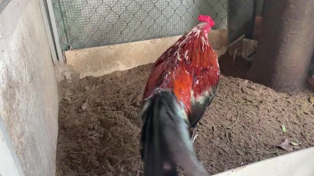 xanh bông 2,6kg!. Mua bán Gà tại Thành phố Rạch Giá Kiên Giang được đăng bởi Đức Bảo Trần hình 1