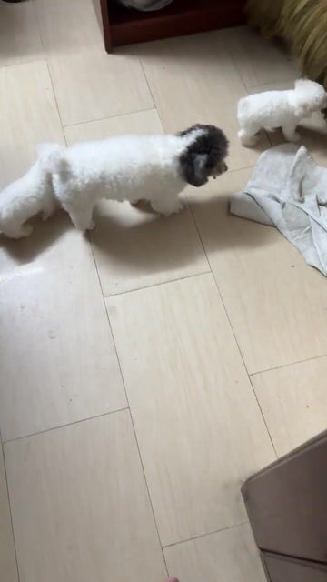 HCM -  Poodle tiny teacup thuần chủng. Mua bán Chó tại Quận Gò Vấp Tp Hồ Chí Minh được đăng bởi Giang Nguyễn hình 1